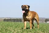 BULLMASTIFF 477